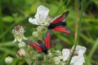 Zygaena osterodensis