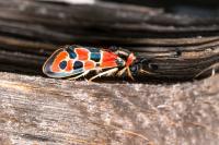 Zygaena fausta