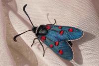 Zygaena lavandulae