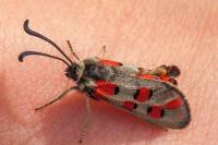 Zygaena rhadamanthus