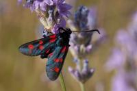 Zygaena filipendulae