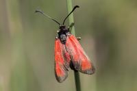 Zygaena erythrus actae