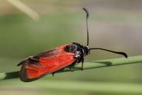 Zygaena erythrus actae