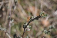Adscita mannii