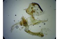 Adscita mannii