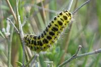 Zygaena filipendulae