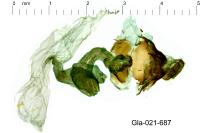 Adscita statices