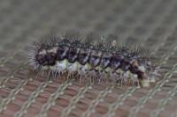 Aglaope infausta