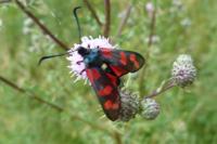 Zygaena filipendulae