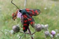 Zygaena filipendulae