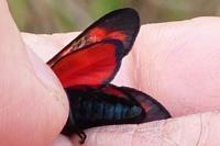 Zygaena filipendulae