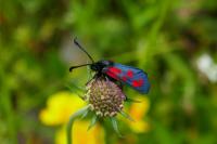 Zygaena loti