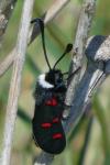 Zygaena lavandulae
