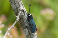 Zygaena lavandulae