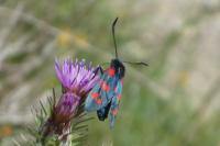Zygaena filipendulae