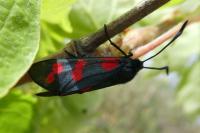 Zygaena filipendulae