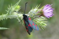 Zygaena filipendulae