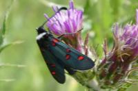Zygaena lavandulae