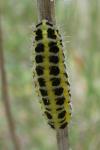 Zygaena filipendulae/transalpina