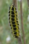 Zygaena filipendulae/transalpina