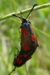 Zygaena loti