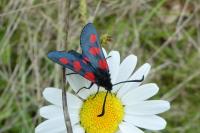 Zygaena trifolii