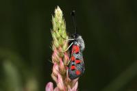 Zygaena rhadamanthus