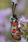 Zygaena rhadamanthus