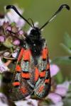 Zygaena rhadamanthus