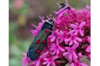 Zygaena lavandulae