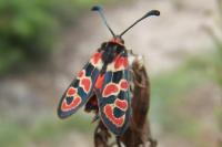 Zygaena fausta