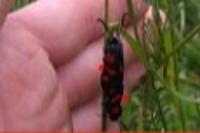 Zygaena trifolii