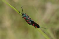 Zygaena filipendulae