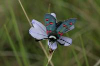 Zygaena lavandulae