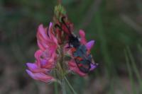 Zygaena rhadamanthus