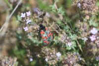 Zygaena rhadamanthus