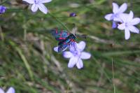 Zygaena lavandulae