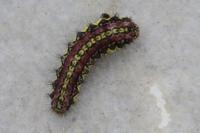 Aglaope infausta