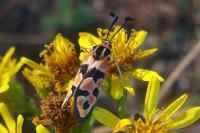 Zygaena fausta