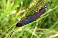 Zygaena trifolii