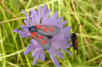 Zygaena viciae viciae