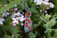 Zygaena rhadamanthus