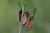 Zygaena loti