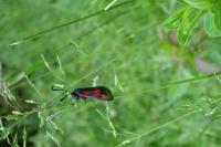 Zygaena trifolii