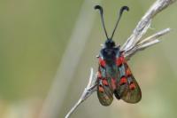 Zygaena rhadamanthus