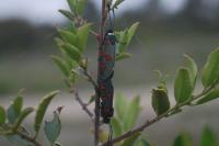 Zygaena lavandulae