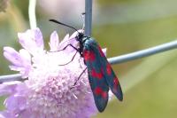 Zygaena filipendulae
