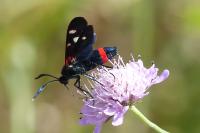 Zygaena ephialtes
