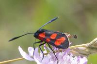 Zygaena transalpina
