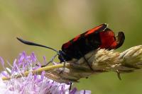 Zygaena transalpina